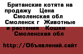 Британские котята на продажу  › Цена ­ 3 000 - Смоленская обл., Смоленск г. Животные и растения » Кошки   . Смоленская обл.